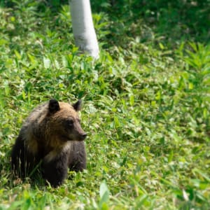À travers le pays des Ainu de Hakodate: Hokkaido Brown Bear