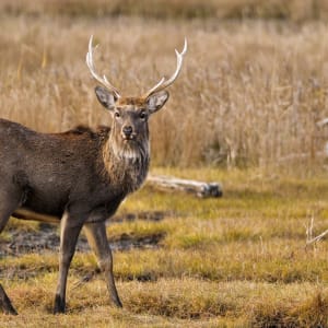 Mietwagen Rundreise «Hokkaido Kompakt» ab Sapporo: Hokkaido sika deer