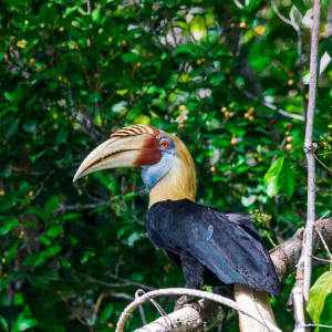 Kreuzfahrt im Inselparadies Raja Ampat ab Sorong: Hornbill