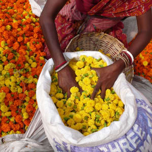 Good Morning Mumbai: India Flower Market