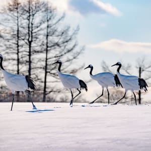 Découverte active de la magie de l'hiver à Hokkaido de Kushiro: Japanese Red Crowned Cranes in Kushiro