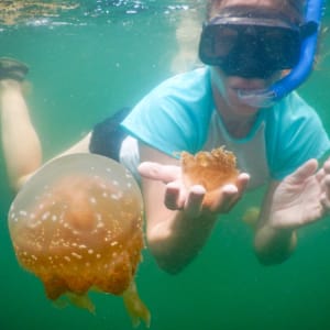 Croisière dans le paradis insulaire des Raja Ampat de Sorong: Jellyfish lake