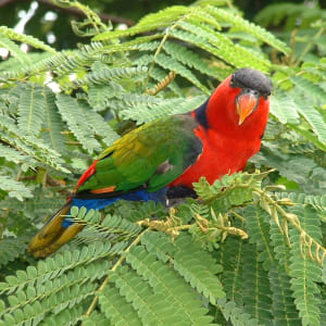 Night Safari in Singapur: Jurong Bird Park
