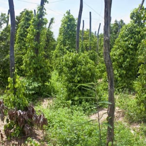 Pfeffriges Kampot ab Phnom Penh: Kampot black pepper plantation