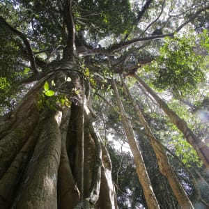 Unbekannter I-San ab Bangkok: Khao Yai Nationalpark