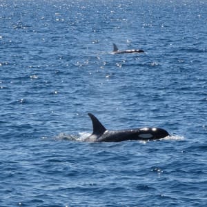 Mietwagen Rundreise «Hokkaido Kompakt» ab Sapporo: Killer whale