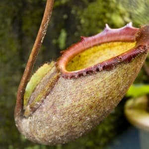 Höhepunkte Borneos ab Kuching: Kinabalu Park: Pitcher plant