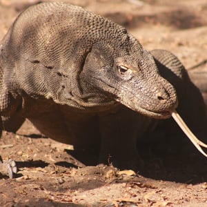 Kreuzfahrt zu den Komodo-Waranen ab Labuan Bajo: Komodo Dragon
