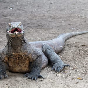 Kreuzfahrt zu den Komodo-Waranen ab Labuan Bajo: Komodo Dragon