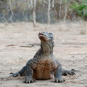 Komodo - Inseln der Warane ab Labuan Bajo: Komodo Waran