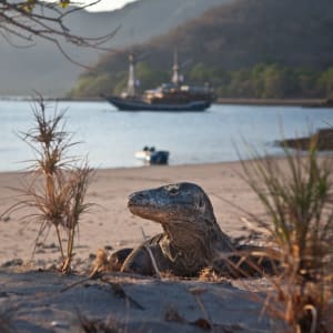 Komodo - l'île des varans de Labuan Bajo: Komodo Waran