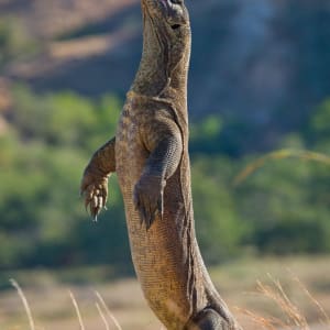 Komodo - l'île des varans de Labuan Bajo: Komodo Waran