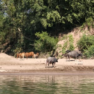 Naturschönheiten Nordlaos' ab Luang Prabang: Laos Muang Khua