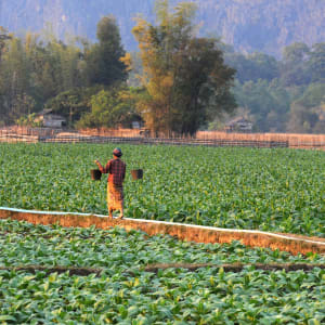Ebene der Tonkrüge ab Vientiane: Laos Savannaketh Tobacco plantations
