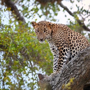 Découverte active du Sri Lanka de Colombo: Leopard