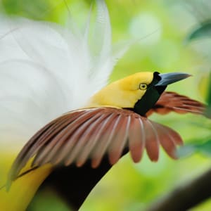 Croisière dans le paradis insulaire des Raja Ampat de Sorong: Lesser Bird of Paradise