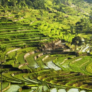 Amanjiwo in Yogyakarta:   Ricefields Selegriyo