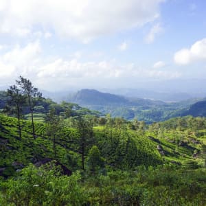 Erlebnisreiches Sri Lanka ab Colombo: location: Scenery
