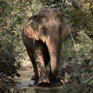 Expérience avec les éléphants à Luang Prabang: Luang Prabang: beautiful and happy elephants at the Mandalao Sanctuary