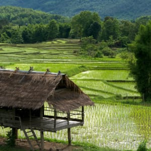 Aventure à VTT à Luang Prabang: Luang Prabang: Rice field