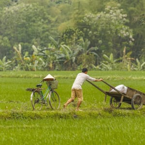 Luxuriöse Idylle in Mai Chau ab Hanoi: Mai Chau: A man pushing a cart with a bag of rice in the fields 
