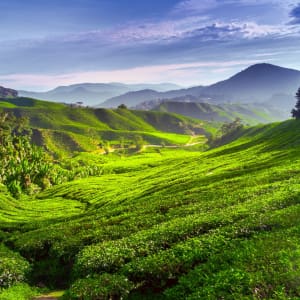 Cameron Highlands de Kuala Lumpur: Malaysia Cameron Highlands Tea plantation