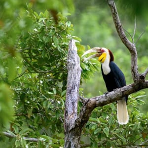 Le Cambodge pour explorateurs de Siem Reap: Male wreath hornbill