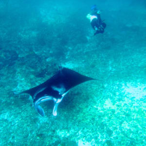 Kreuzfahrt zu den Komodo-Waranen ab Labuan Bajo: Manta