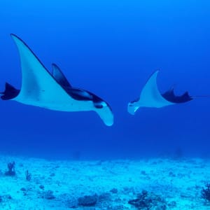 Kreuzfahrt im Inselparadies Raja Ampat ab Sorong: Manta