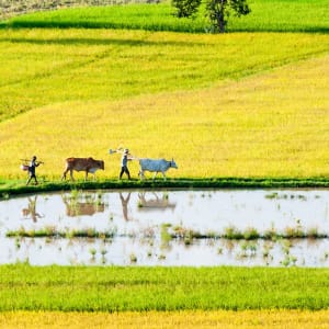 Vietnam für Geniesser ab Hanoi: Mekong Delta: Ricefields