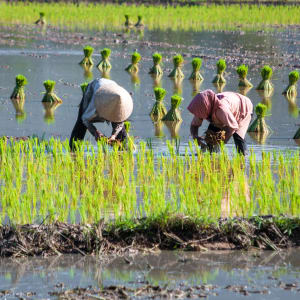Les hauts lieux du Vietnam de Hanoi: Mekong Delta: Vietnam women farmer growing rice on the paddy rice farmland 