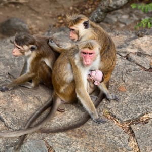 Le nord authentique du Sri Lanka de Colombo: Monkeys