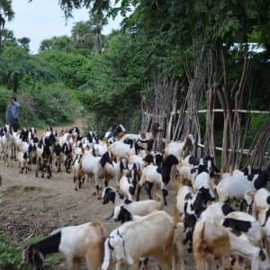 Ausflug in die Chin Berge ab Bagan: Myanmar Chin State