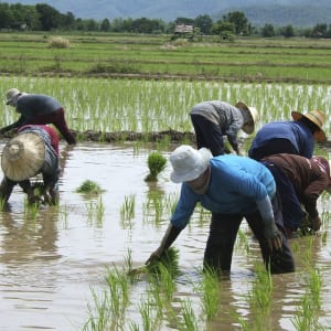 Circuit en voiture de location Mae Hong Son de Chiang Mai: Northern Thailand: Rice Field with Farmers