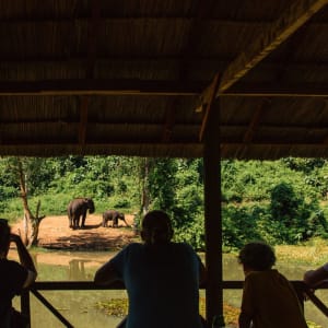 Au royaume des éléphants de Luang Prabang: Nursery observation deck