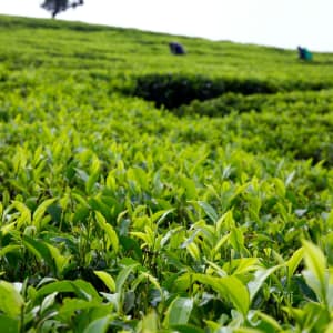 Eine Reise jenseits der Teefelder in Nuwara Eliya: Nuwara Eliya