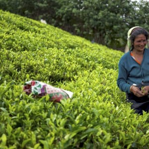 Erlebnisreiches Sri Lanka ab Colombo: Nuwara Eliya