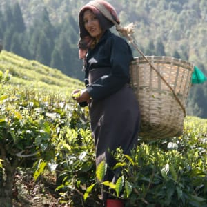 Glenburn Tea Estate à Darjeeling:  Glenburn Tea Estate Tea Picker