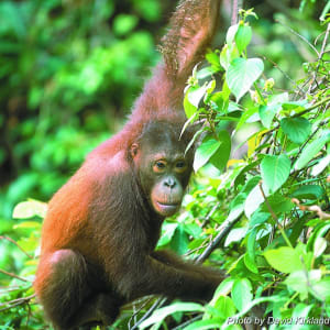 Les hauts lieux de Bornéo de Kuching: Orang Utan
