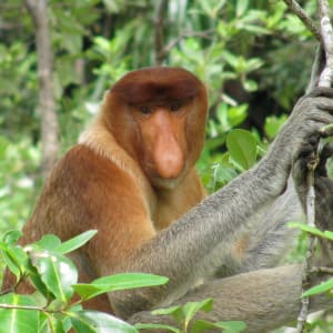 Parc national de Bako à Kuching: Proboscis Monkey