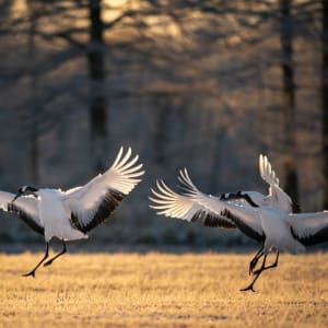 Mietwagen Rundreise «Hokkaido Kompakt» ab Sapporo: Red-crowned cranes flapping their wings