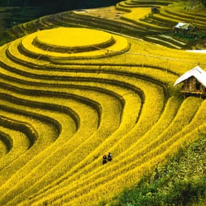 Durchs Reich der Bergvölker ab Hanoi: Rice fields