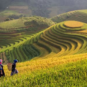 Durchs Reich der Bergvölker ab Hanoi: Rice Fields at Mu Cang Chai