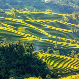 Nord Vietnam sauvage de Hanoi: Rice fields on terraced of Hoang Su Phi
