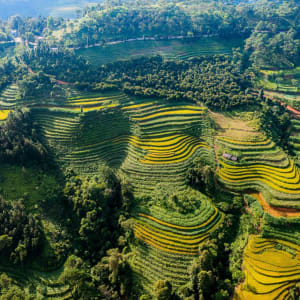 Nord Vietnam sauvage de Hanoi: Ripe rice season on National Highway 4