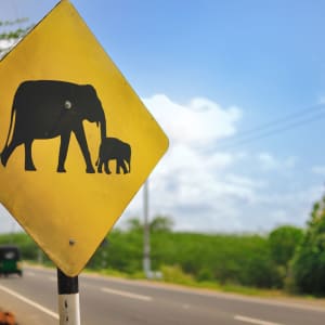 Visite aux éléphants de Wasgamuwa à Dambulla: Road Sign: Caution Elephants