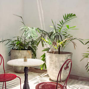 Fort Bazaar in Galle:  Banyan