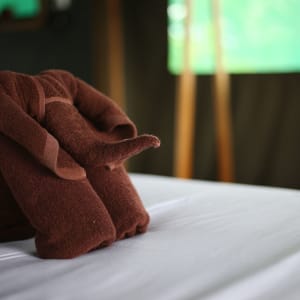 The Bush Camp Chiang Mai - 2 jours: room: Tent | Elephant Towel
