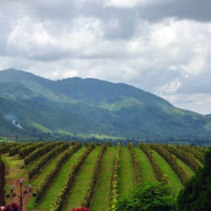 La fascination du Myanmar – un pays en mutation de Yangon: Shan State: Aythaya Vineyard