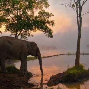 Au royaume des éléphants de Luang Prabang: Sunset view with elephant